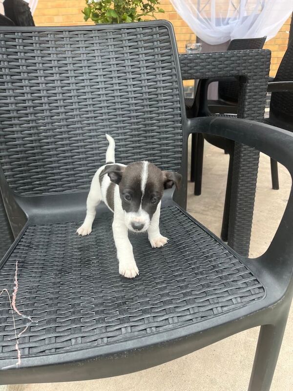 Jack Russell puppies for sale in London – 10 weeks old