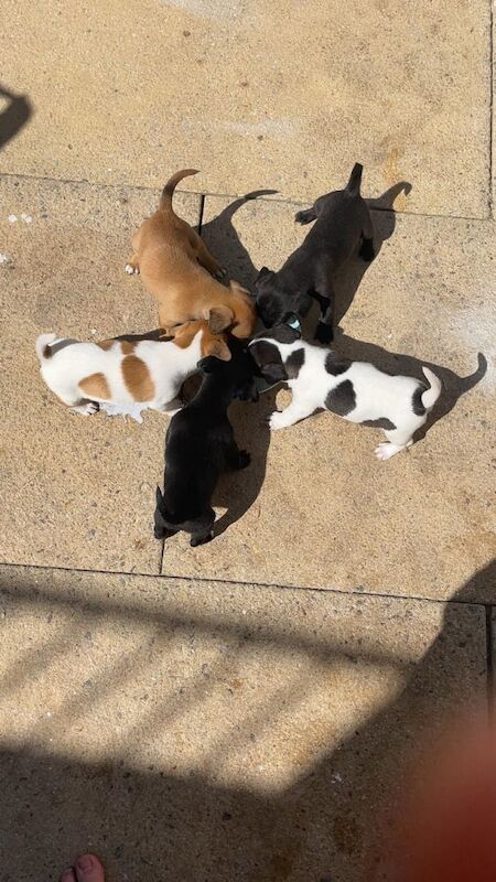 Jack Russell puppies for sale in London – 10 weeks old - Image 2 of 3