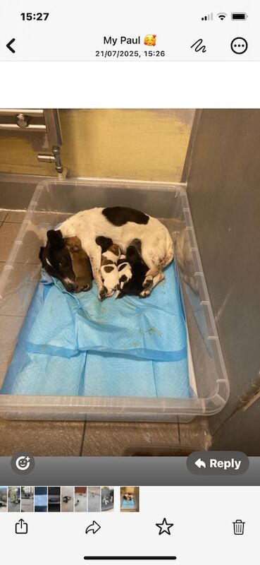 Jack Russell puppies for sale in London – 10 weeks old - Image 3 of 3