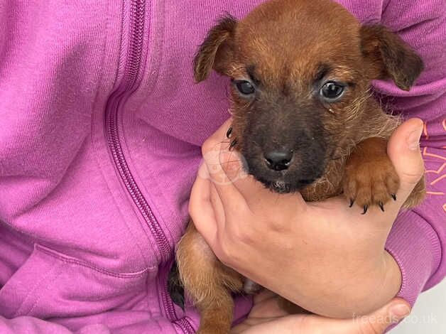 Jack Russell puppies for sale in Ampthill, Bedfordshire – 9 months old - Image 2 of 4