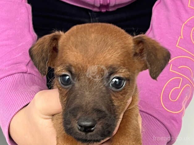 Jack Russell puppies for sale in Ampthill, Bedfordshire – 9 months old - Image 3 of 4