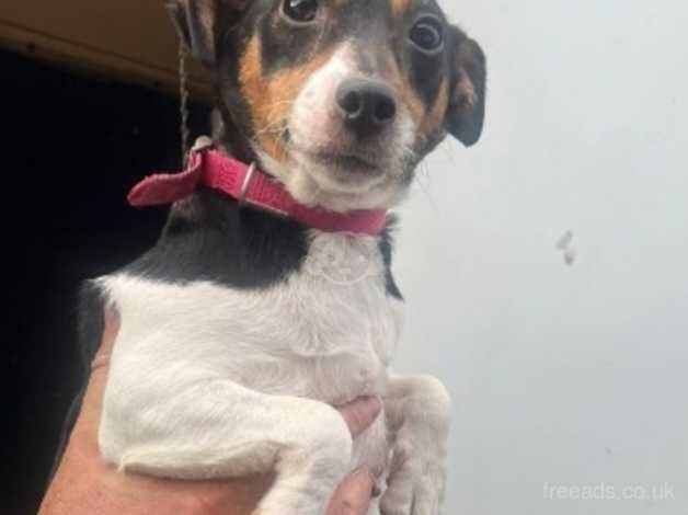 Jack Russell puppies for sale in Ampthill, Bedfordshire – 9 months old - Image 4 of 4