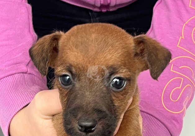 Jack Russell puppies for sale in Ampthill, Bedfordshire – 9 months old - Image 1 of 5