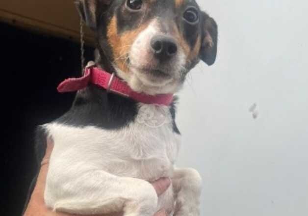 Jack Russell puppies for sale in Ampthill, Bedfordshire – 9 months old - Image 3 of 5
