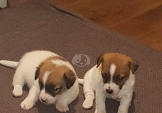 Jack Russell Terrier puppies for sale in Edinburgh, City of Edinburgh – 1 year old - Image 1 of 5