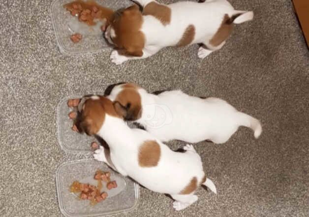 Jack Russell Terrier puppies for sale in Edinburgh, City of Edinburgh – 1 year old - Image 2 of 5