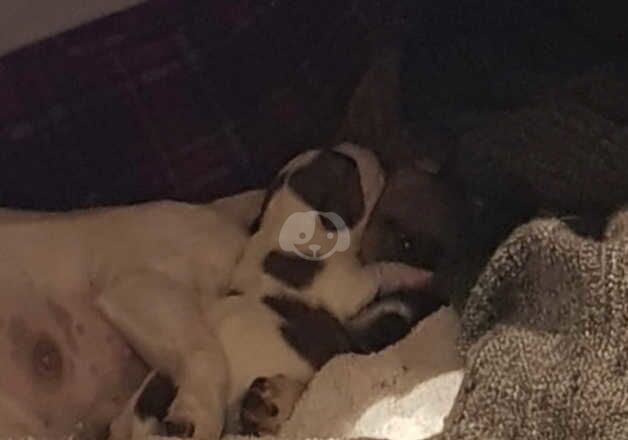 Jack Russell Terrier puppies for sale in Edinburgh, City of Edinburgh – 1 year old - Image 3 of 5