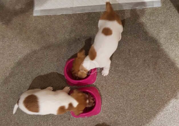 Jack Russell Terrier puppies for sale in Edinburgh, City of Edinburgh – 1 year old - Image 4 of 5