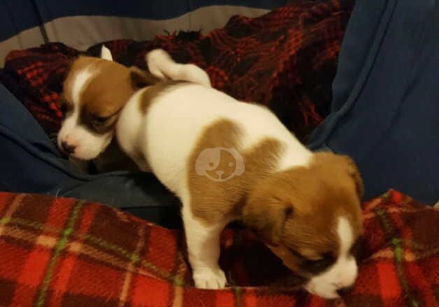 Jack Russell Terrier puppies for sale in Edinburgh, City of Edinburgh – 1 year old - Image 5 of 5