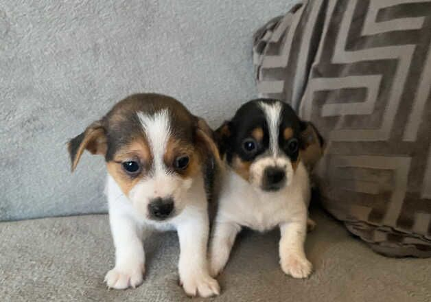Jack Russell Terrier puppies for sale in Leicester, Leicestershire – 1 year old - Image 1 of 3