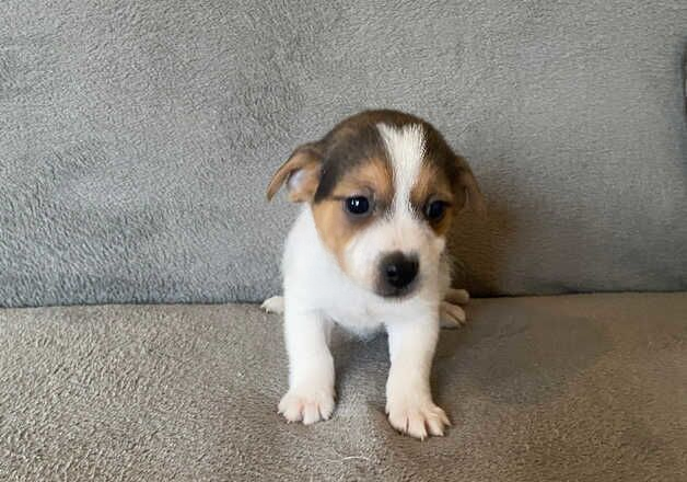Jack Russell Terrier puppies for sale in Leicester, Leicestershire – 1 year old - Image 2 of 3