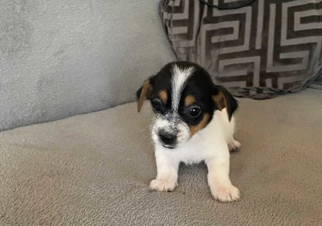 Jack Russell Terrier puppies for sale in Leicester, Leicestershire – 1 year old - Image 3 of 3