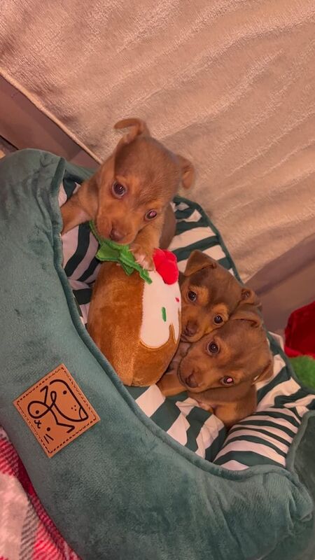 Jack Russell Terrier puppies for sale in Maldon, Essex – 1 year old - Image 1 of 3