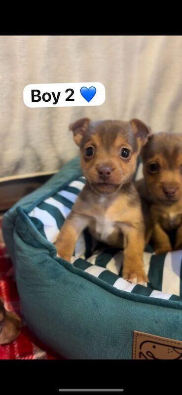 Jack Russell Terrier puppies for sale in Maldon, Essex – 1 year old - Image 2 of 3