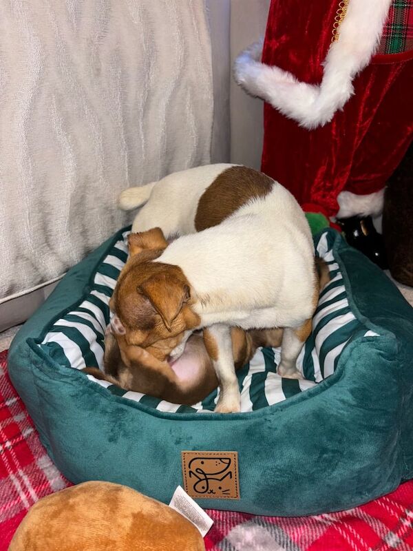 Jack Russell Terrier puppies for sale in Maldon, Essex – 1 year old - Image 3 of 3