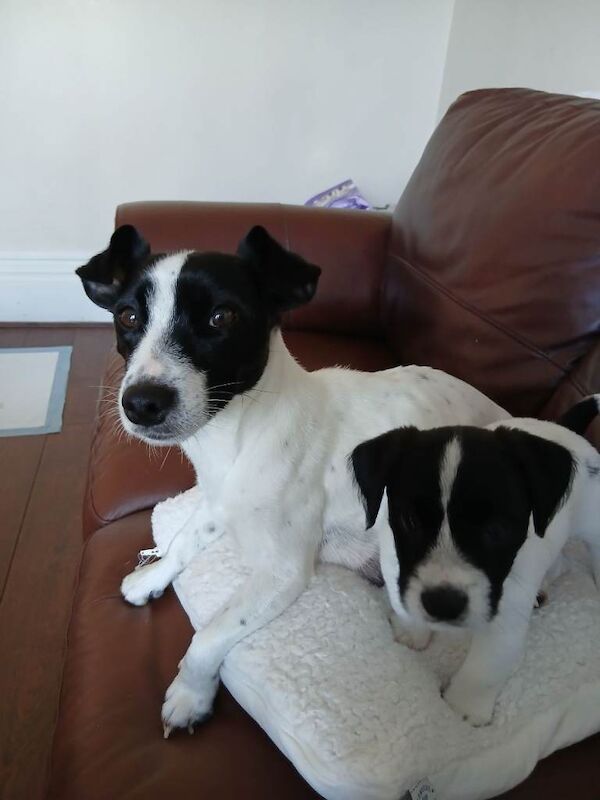 Jack Russell Puppies for sale Southport, Merseyside - Image 2 of 4