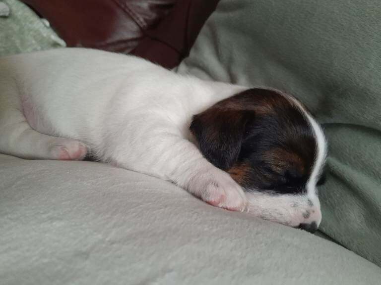 Jack Russell Puppies for sale Southport, Merseyside - Image 3 of 4