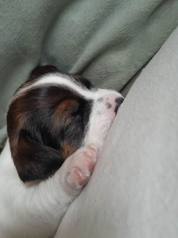 Jack Russell Puppies for sale Southport, Merseyside - Image 4 of 4