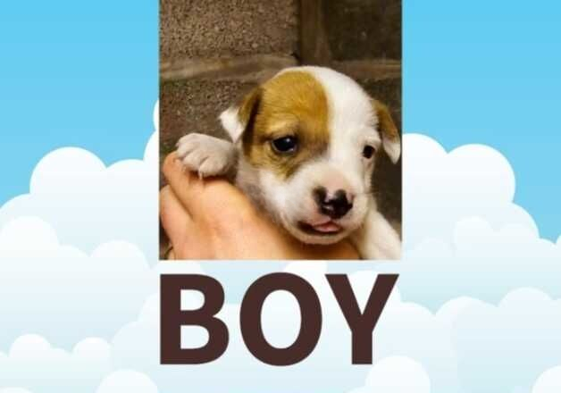 Jack Russell Terrier puppies for sale in Aberdare/Aberdar, Rhondda Cynon Taf – 1 year old - Image 1 of 2