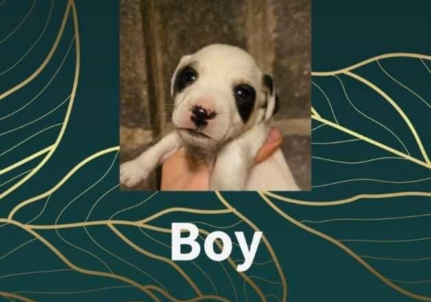 Jack Russell Terrier puppies for sale in Aberdare/Aberdar, Rhondda Cynon Taf – 1 year old - Image 2 of 2