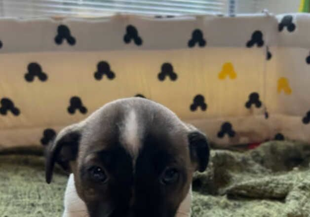 Jack Russell Terrier puppies for sale in Derby, Derbyshire – 1 year old - Image 2 of 3