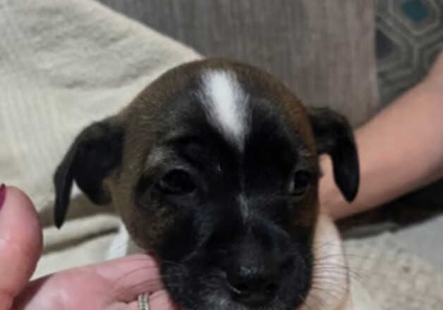 Jack Russell Terrier puppies for sale in Derby, Derbyshire – 1 year old - Image 3 of 3
