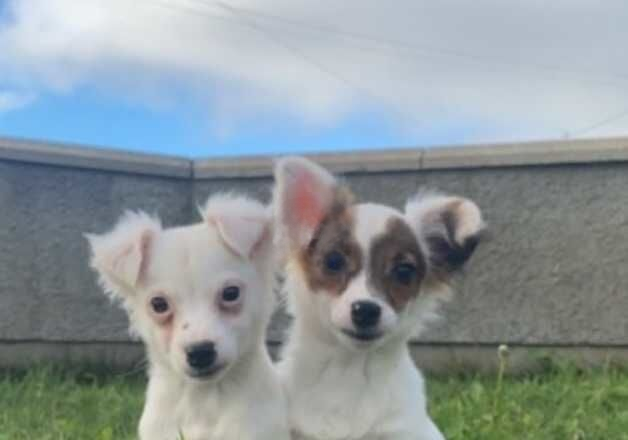 Jack Russell Terrier puppies for sale in Downpatrick, Down – 1 year old - Image 1 of 3