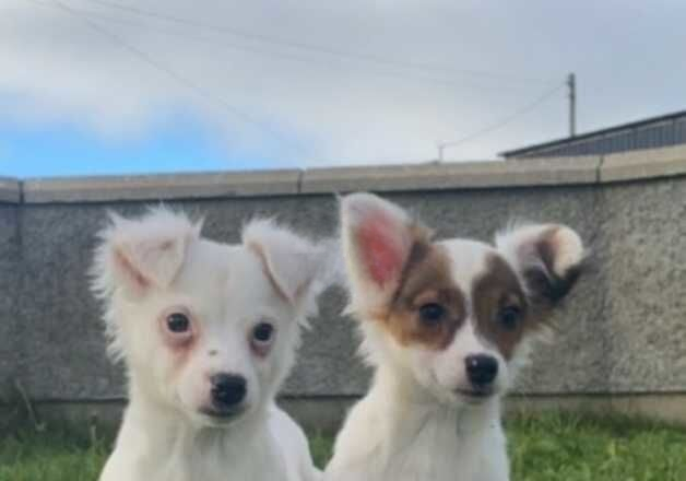 Jack Russell Terrier puppies for sale in Downpatrick, Down – 1 year old - Image 2 of 3