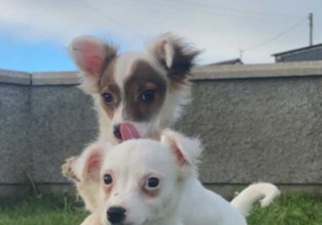 Jack Russell Terrier puppies for sale in Downpatrick, Down – 1 year old - Image 3 of 3