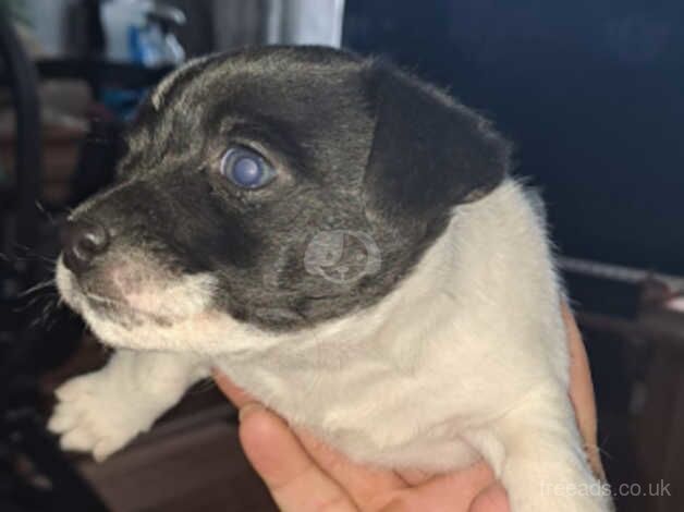 Jack Russell Terrier puppies for sale in Dudley, West Midlands – 1 year old - Image 2 of 3
