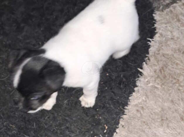 Jack Russell Terrier puppies for sale in Dudley, West Midlands – 1 year old - Image 3 of 3
