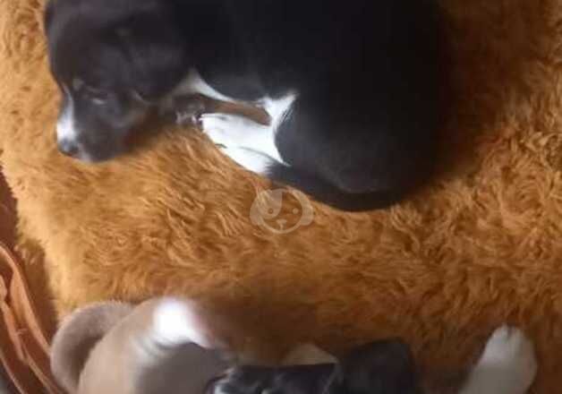 Jack Russell puppies for sale in Dunfermline, Fife – 9 months old - Image 1 of 5