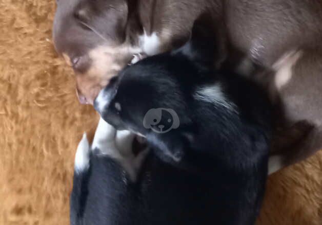 Jack Russell puppies for sale in Dunfermline, Fife – 9 months old - Image 2 of 5