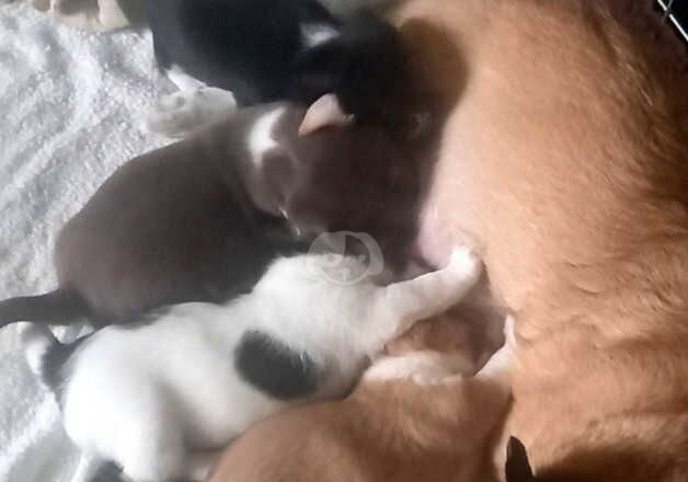 Jack Russell puppies for sale in Dunfermline, Fife – 9 months old - Image 3 of 5