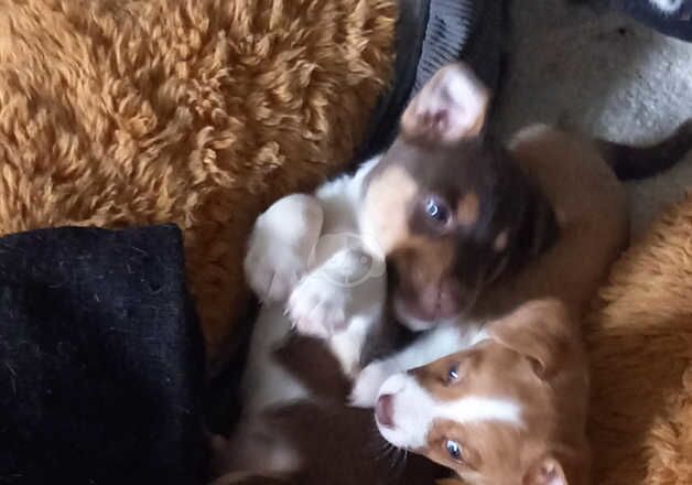 Jack Russell puppies for sale in Dunfermline, Fife – 9 months old - Image 4 of 5