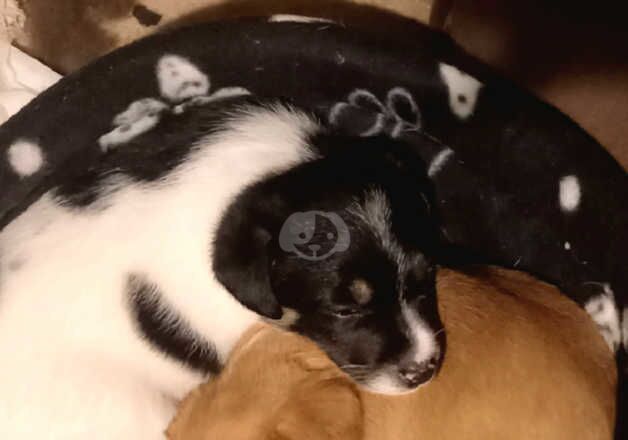 Jack Russell puppies for sale in Dunfermline, Fife – 9 months old - Image 5 of 5