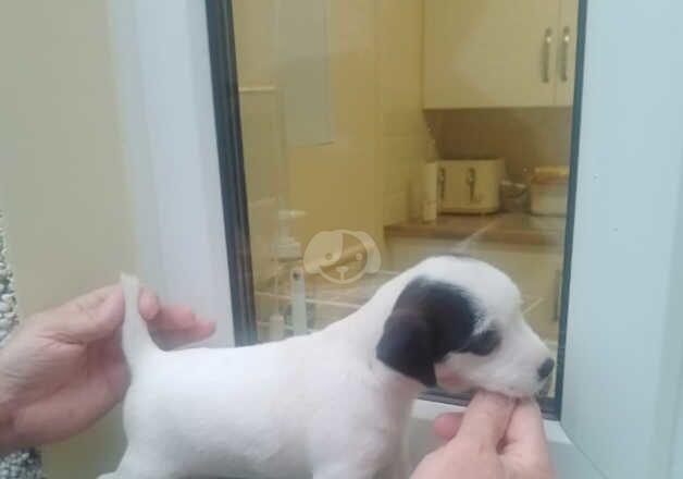 Jack Russell Terrier puppies for sale in Ferndale, Rhondda Cynon Taf – 1 year old - Image 1 of 5