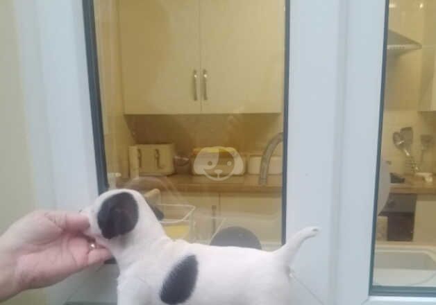 Jack Russell Terrier puppies for sale in Ferndale, Rhondda Cynon Taf – 1 year old - Image 2 of 5
