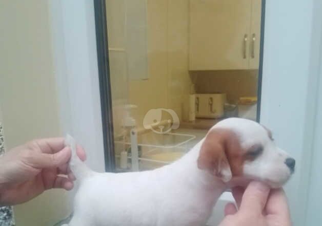 Jack Russell Terrier puppies for sale in Ferndale, Rhondda Cynon Taf – 1 year old - Image 4 of 5