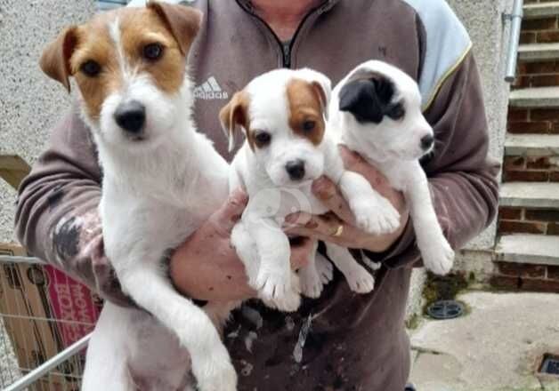 Jack Russell Terrier puppies for sale in Ferndale, Rhondda Cynon Taf – 1 year old - Image 5 of 5