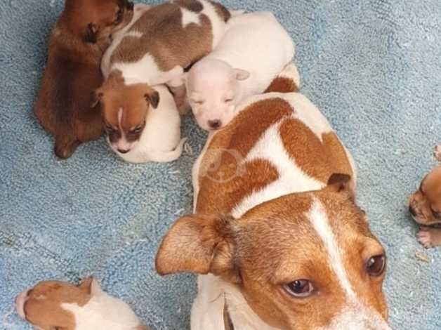 Jack Russell Terrier puppies for sale in Milton Keynes, Buckinghamshire – 1 year old - Image 2 of 5