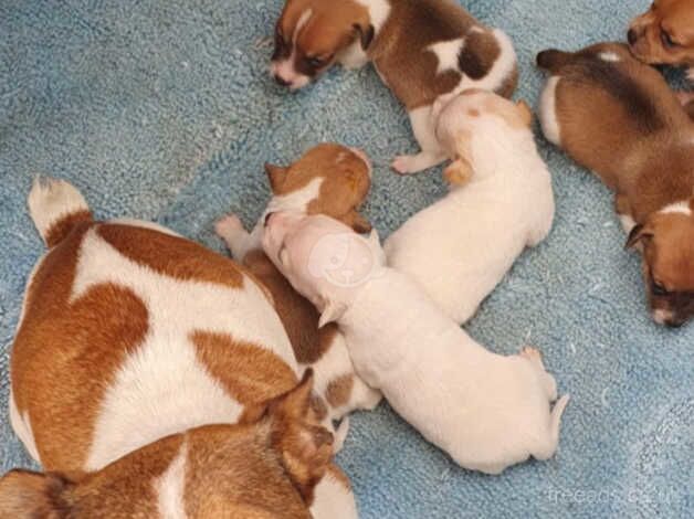 Jack Russell Terrier puppies for sale in Milton Keynes, Buckinghamshire – 1 year old - Image 5 of 5
