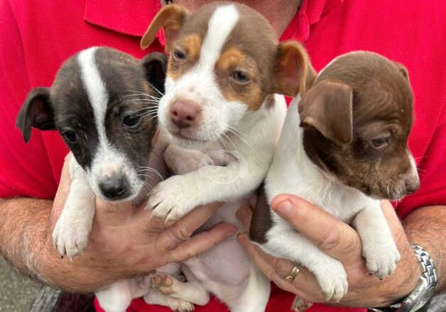 Jack Russell Terrier puppies for sale in Oxford, Oxfordshire – 1 year old - Image 1 of 5