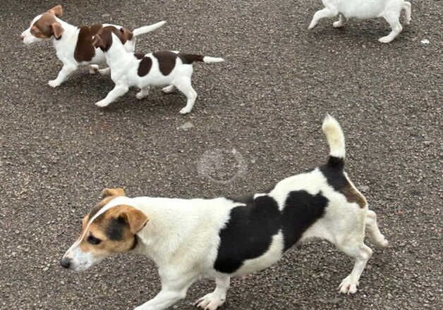 Jack Russell Terrier puppies for sale in Oxford, Oxfordshire – 1 year old - Image 5 of 5