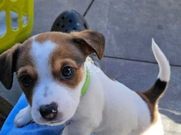 Jack Russell Terrier puppies for sale in Scarborough, North Yorkshire – 1 year old - Image 1 of 5