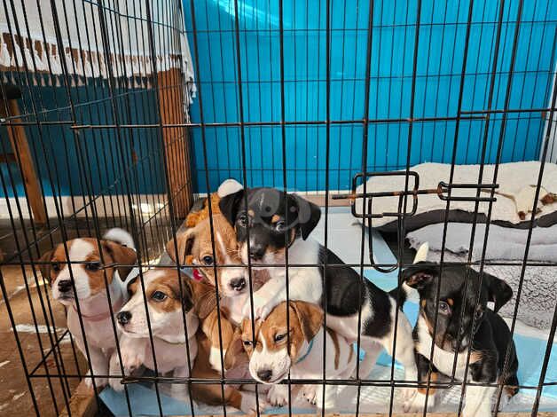Jack Russell Terrier puppies for sale in Scarborough, North Yorkshire – 1 year old - Image 2 of 5