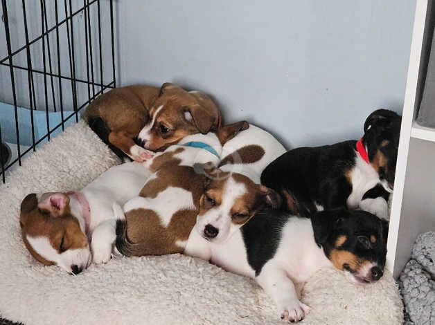 Jack Russell Terrier puppies for sale in Scarborough, North Yorkshire – 1 year old - Image 3 of 5