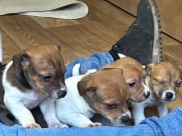 Jack Russell Terrier puppies for sale in Swindon, Wiltshire – 1 year old - Image 1 of 1
