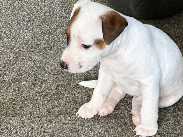 Jack Russell puppies for sale in Dunfermline, Fife – 10 months old - Image 2 of 3