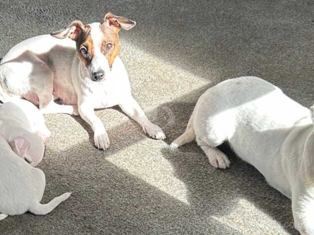 Jack Russell puppies for sale in Dunfermline, Fife – 10 months old - Image 3 of 3